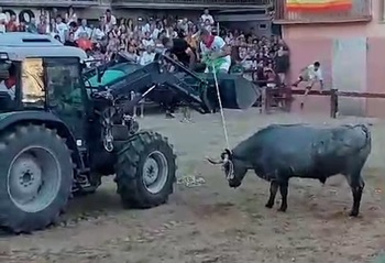 Un toro capón se resiste a entrar en corrales en Los Arcos