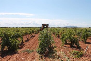 Arranca la vendimia para recoger 63 millones de kilos de uva