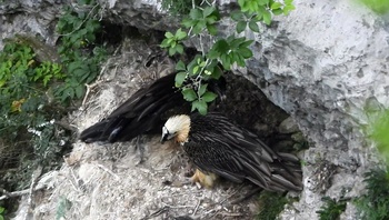 Un pollo de quebrantahuesos vuela por primera vez en Aralar