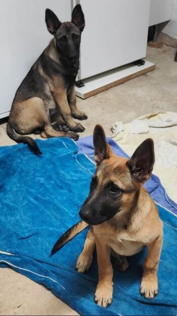 Los cachorros de Puente la Reina ya están con sus dueños