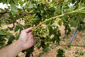 Apoyo y rechazo para el seguro agrario