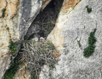 Medio Ambiente salva a la primera cría de águila Bonelli