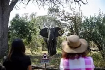 Muere un español aplastado por un elefante en Sudáfrica
