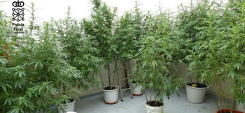 Cultivaba y preparaba marihuana en casa para venderla