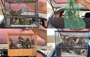 Denunciado en San Adrián con 37 aves cantoras para su venta