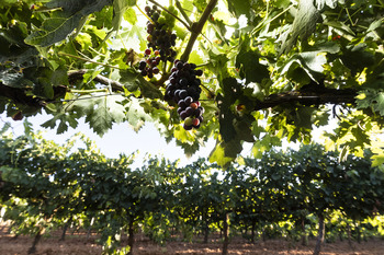 Por una agricultura familiar viable y de profesionales