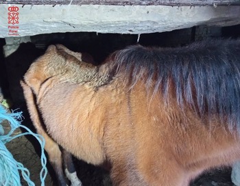 Investigado por tener un caballo y dos burros desnutridos